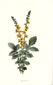 Familiarwildflowers02_veronica-decor.blogspot.com_0022