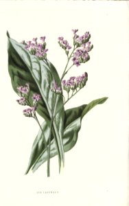 Familiarwildflowers02_veronica-decor.blogspot.com_0019