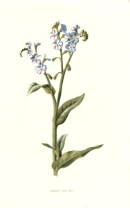 Familiarwildflowers02_veronica-decor.blogspot.com_0017