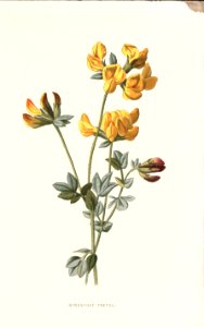 Familiarwildflowers02_veronica-decor.blogspot.com_0018