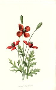 Familiarwildflowers02_veronica-decor.blogspot.com_0020