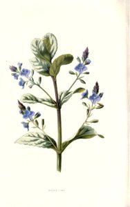 Familiarwildflowers02_veronica-decor.blogspot.com_0015