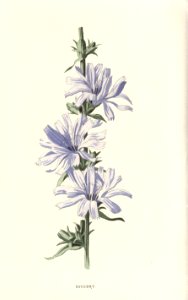 Familiarwildflowers02_veronica-decor.blogspot.com_0013