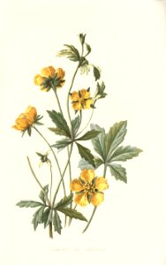 Familiarwildflowers02_veronica-decor.blogspot.com_0010