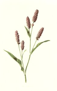 Familiarwildflowers02_veronica-decor.blogspot.com_0009