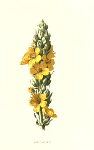 Familiarwildflowers02_veronica-decor.blogspot.com_0006