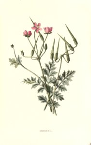 Familiarwildflowers02_veronica-decor.blogspot.com_0005