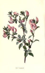 Familiarwildflowers02_veronica-decor.blogspot.com_0003