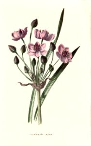 Familiarwildflowers02_veronica-decor.blogspot.com_0002
