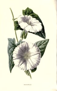 Familiarwildflowers02_veronica-decor.blogspot.com_0001