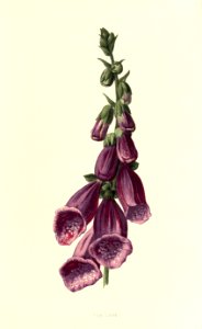Familiarwildflowers01_veronica-decor.blogspot.com_0037