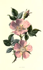 Familiarwildflowers01_veronica-decor.blogspot.com_0035