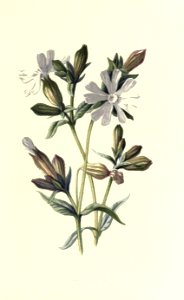 Familiarwildflowers01_veronica-decor.blogspot.com_0034