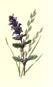 Familiarwildflowers01_veronica-decor.blogspot.com_0033