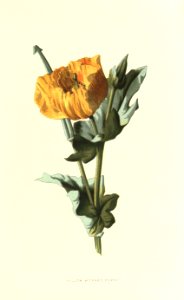 Familiarwildflowers01_veronica-decor.blogspot.com_0031