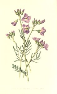 Familiarwildflowers01_veronica-decor.blogspot.com_0032