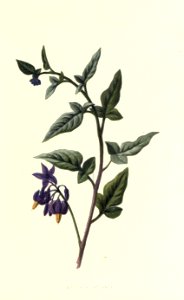 Familiarwildflowers01_veronica-decor.blogspot.com_0028