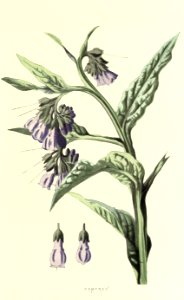 Familiarwildflowers01_veronica-decor.blogspot.com_0026