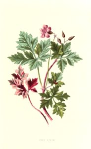 Familiarwildflowers01_veronica-decor.blogspot.com_0023