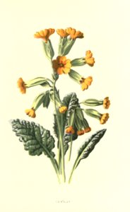 Familiarwildflowers01_veronica-decor.blogspot.com_0021