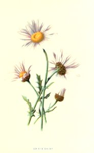 Familiarwildflowers01_veronica-decor.blogspot.com_0020