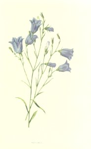Familiarwildflowers01_veronica-decor.blogspot.com_0018