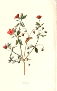 Familiarwildflowers02_veronica-decor.blogspot.com_0014