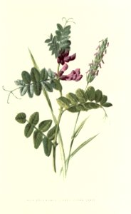 Familiarwildflowers01_veronica-decor.blogspot.com_0022
