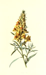 Familiarwildflowers01_veronica-decor.blogspot.com_0027