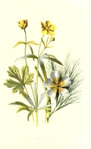 Familiarwildflowers01_veronica-decor.blogspot.com_0015