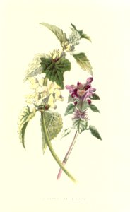 Familiarwildflowers01_veronica-decor.blogspot.com_0014