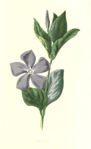 Familiarwildflowers01_veronica-decor.blogspot.com_0016