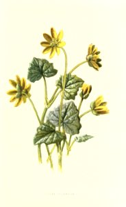 Familiarwildflowers01_veronica-decor.blogspot.com_0017