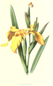 Familiarwildflowers01_veronica-decor.blogspot.com_0013