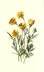 Familiarwildflowers01_veronica-decor.blogspot.com_0011