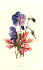 Familiarwildflowers01_veronica-decor.blogspot.com_0003