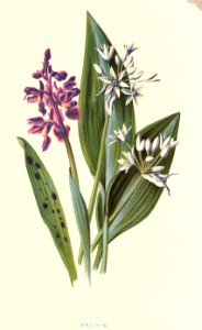 Familiarwildflowers01_veronica-decor.blogspot.com_0012