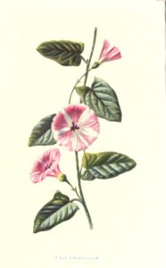 Familiarwildflowers01_veronica-decor.blogspot.com_0001