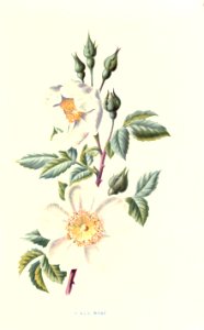 Familiarwildflowers01_veronica-decor.blogspot.com_0002