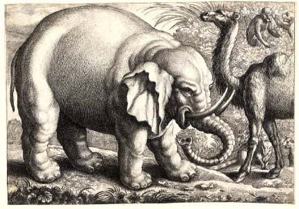 Elephant and camel (1663). Etching by Wenceslaus Hollar (1607-1677). Free illustration for personal and commercial use.
