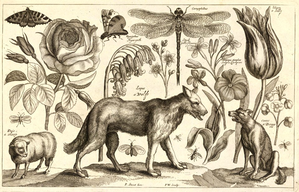 A Wolf. Etching by Wenceslaus Hollar (1607-1677). Free illustration for personal and commercial use.