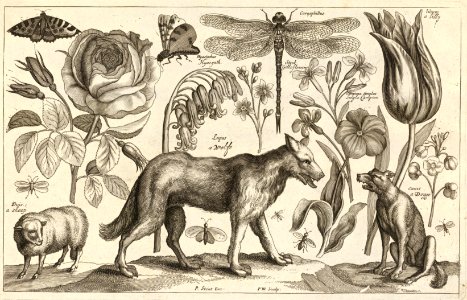 A Wolf. Etching by Wenceslaus Hollar (1607-1677). Free illustration for personal and commercial use.