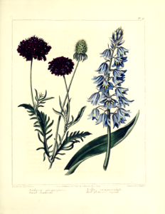 Sweet scabiosa and bell-flowered squill (1812). Free illustration for personal and commercial use.