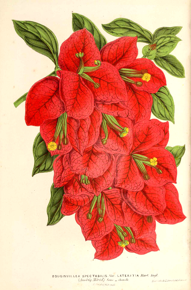 Bougainvillea (1866)