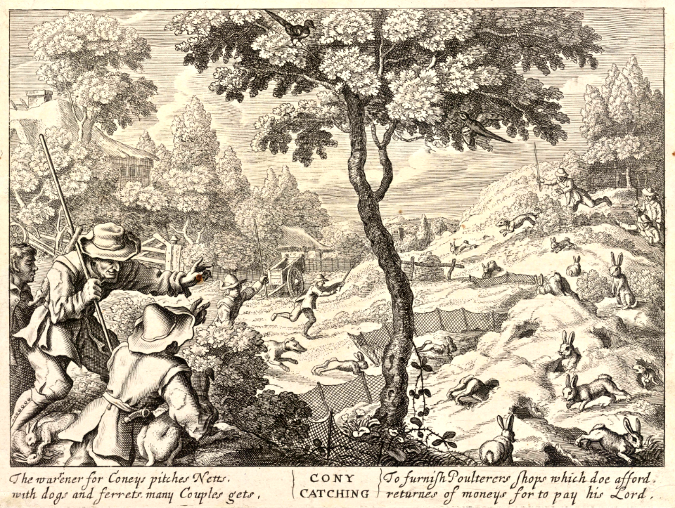 Cony catching. Etching by Wenceslaus Hollar (1607-1677). Free illustration for personal and commercial use.