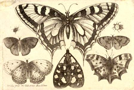 Five butterflies, a moth, and two beetles (1646). Free illustration for personal and commercial use.