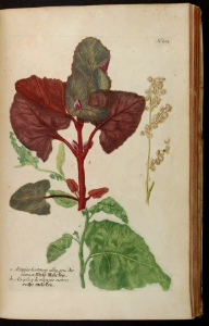 Orache, Orach, Mountain Spinach (1737)