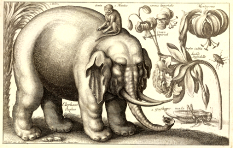 Elephant & flowers. Etching by Wenceslaus Hollar (1607-1677). Free illustration for personal and commercial use.