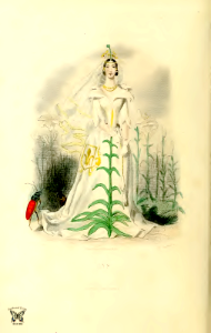 Lis, lily (1867)
