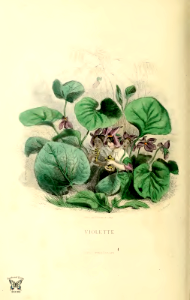 Violette, Violet (1867). Free illustration for personal and commercial use.